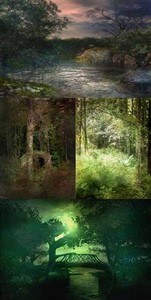 Depths of the forest