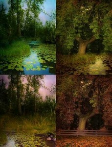 Wood and pond (backgrounds)