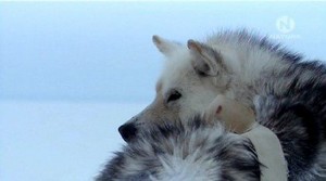 ,    ( 1  2) / Dogs that changed the world (PBS) [2007/SATRip]