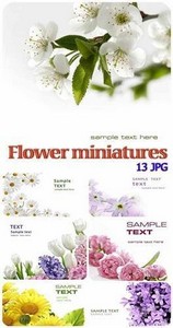 Flower miniatures background ( )