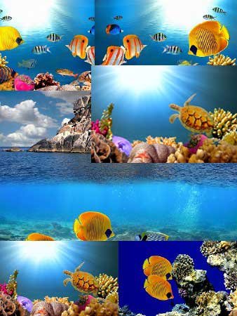 Ocean coral reef