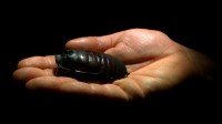        / World's Biggest and Baddest Bugs (2004) BDRip