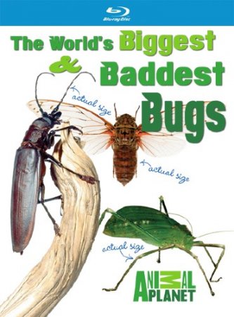        / World's Biggest and Baddest Bugs (2004) BDRip