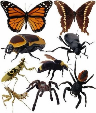 Шаблоны для фотошоп - Насекомые / Insects Photoshop Templates