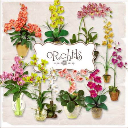 - -  / Scrap-kit - Orchids