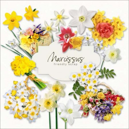 - - / Scrap-kit - Narcissus