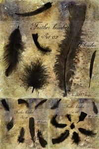     | Brushes for Photoshop  Feathers