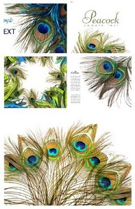 Перья павлина - растровые фоны | Peacock Feathers