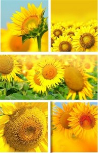   -  | Sunflowers