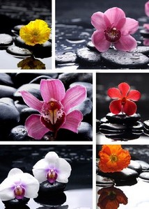        -  | Flowers and Stones
