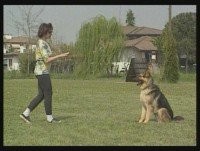 Видеоурок - Собаки от А до Я. Дрессировка и выучка