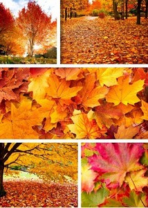 Фотосток - Осенние  листья и деревья | Amazing Autumn