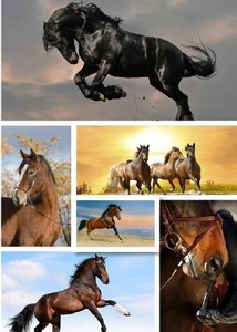  -   | Horses