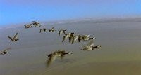 Птицы: Окрыленная Миграция - Документальный фильм (BDRip/1.6 Gb)