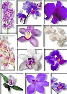   -   | Purple Orchid