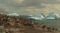 Антарктика: Дикая жизнь на льду - Документальный фильм (BDRip/1.6 Gb)