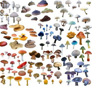 PSD  -  / Mushrooms