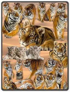 Клипарты. Тигры и тигрята в формате PNG