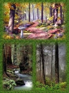 Удивительный набор обоев на которых изображены леса мира HD