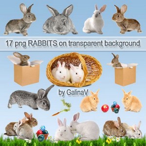  PNG  | Rabbits PNG clipart