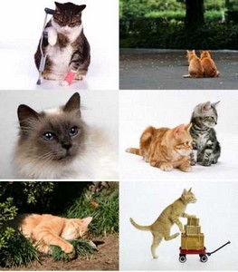 Домашние животные - коты Обои