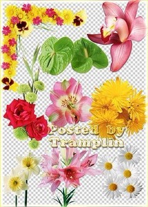 Клипарт Цветочный – Лилии, розы, ромашки, гвоздики, орхидеи