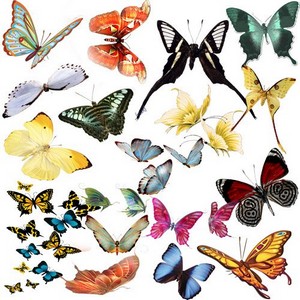 Clipart PNG - Butterflies (Part 2)