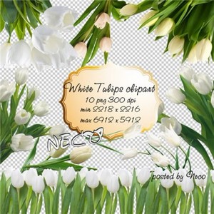 White Tulips clipart -    PNG