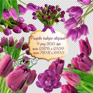 Purple tulips clipart -    PNG