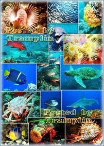 Коллекция изображений  - Подводный мир