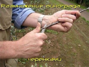 Размножение винограда черенками (2011) DVDRip