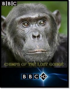 BBC: Шимпанзе - есть ли выход? / BBC: Chimps of the Lost Gorge (2011) HDTVR ...