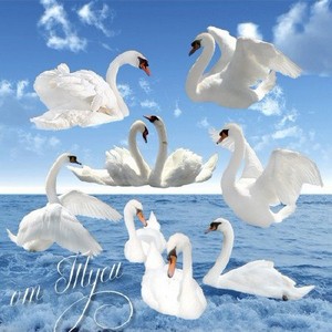 Клипарт - Белый лебедь на пруду