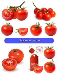 Свежие красные помидоры томаты с ветками (Вектор)