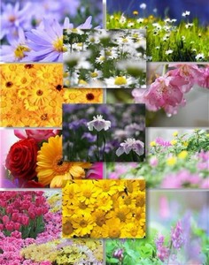 Клипарт растровый - Полевые цветы