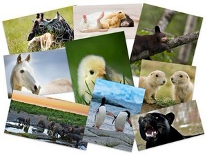 50 Beautiful Animals HD Wallpapers Set 16