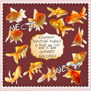 Clipart goldfish -    PNG
