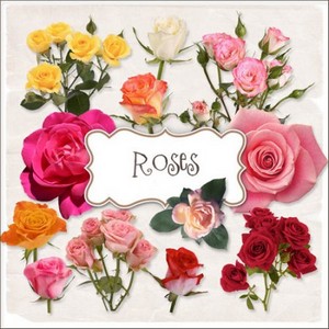 Клипарт - Разноцветные розы