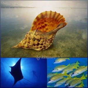 Изумительный и баснословно разнообразный подводный мир