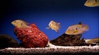   - Classic Aquariums (2012/HD 1080p)