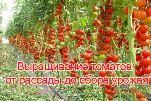 Выращивание томатов: от рассады до сбора урожая (2010) SATRip