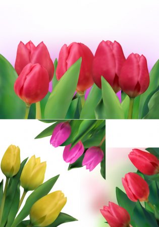 Красные, желтые, розовые, реалистичные тюльпаны (Вектор)