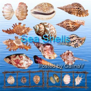       Seashells PNG
