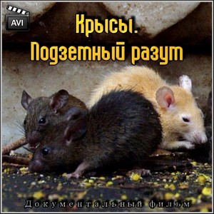 Крысы. Подземный разум – Док. фильм (2011/SATRip)