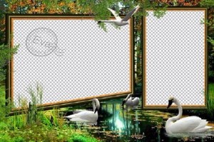 Рамка для photoshop - Белоснежные лебеди