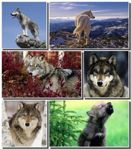 Новый набор обоев с животными - Волки