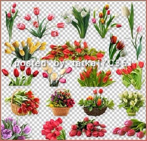 Цветочный клипарт для фотошопа - Весенние тюльпаны