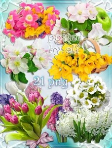 Яблоневый цвет, гиацинты, тюльпаны на прозрачном фоне