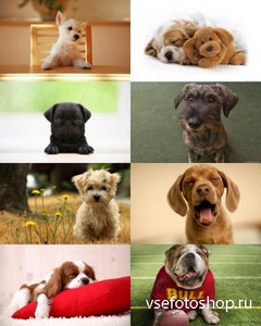 Wide Wallpapers - dogs
