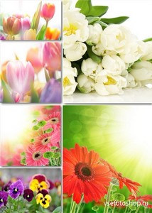 Растровый клипарт - Весенние цветочные фоны